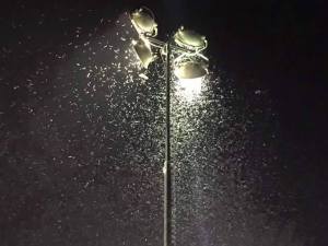 Courtesy Reno Burners. They should know. They live this everyday.