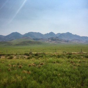 Green pastures leading to Burning Man = insects.
